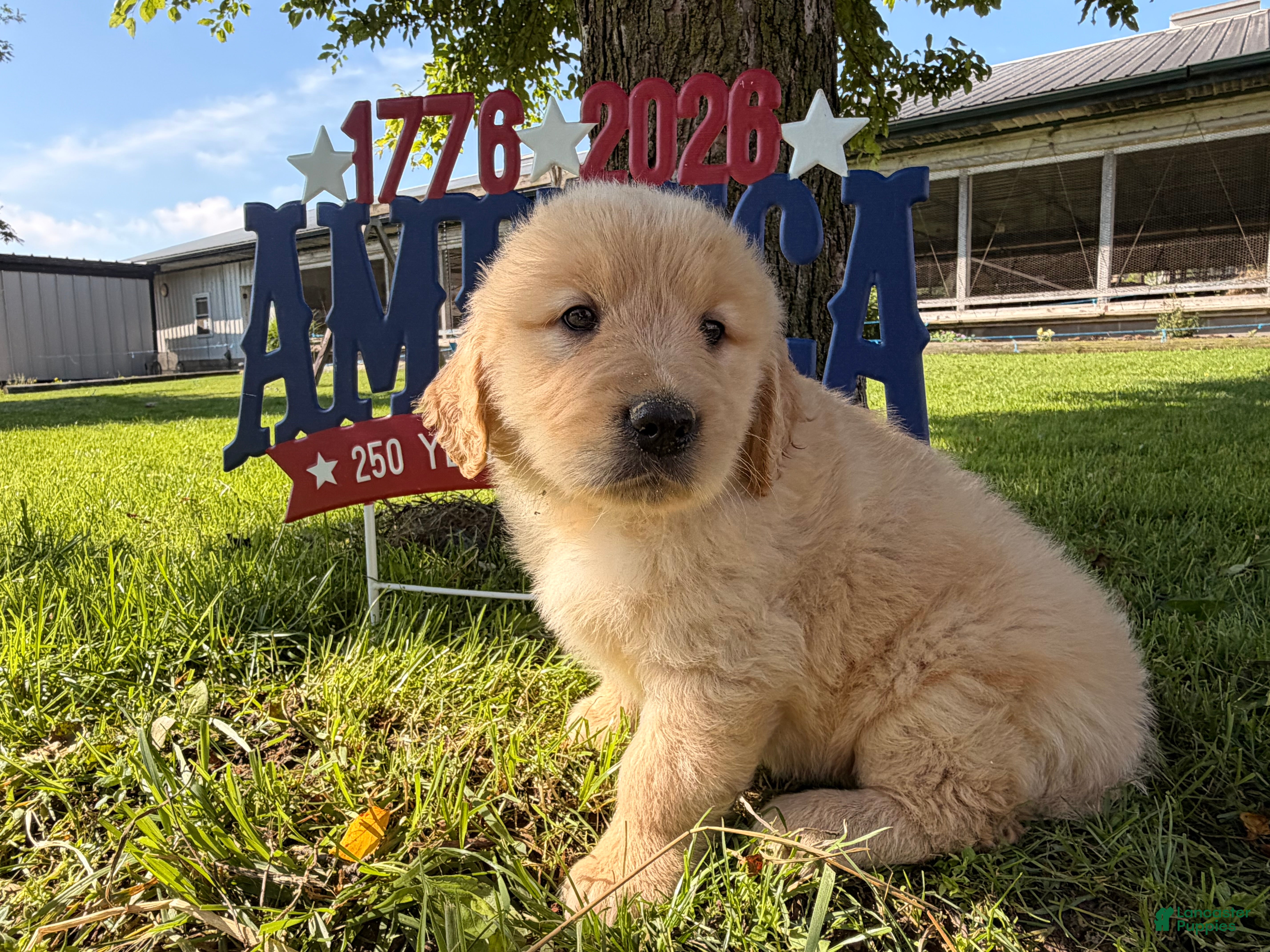 Golden Retriever dogs Puck  - Ad 2
