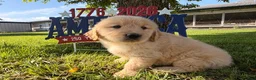 Golden Retriever dogs for sale: Puck  - Ad 2