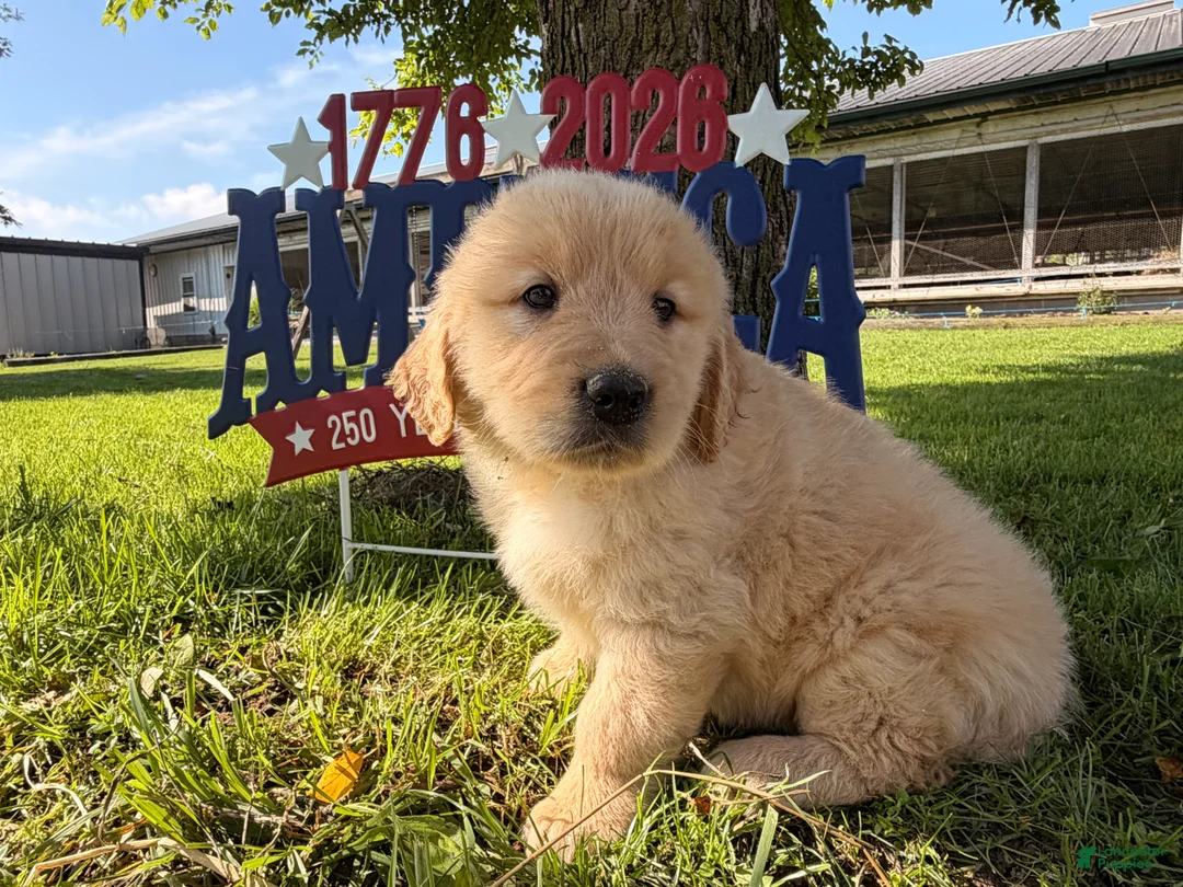 Golden Retriever dogs for sale: Puck  - Ad 2