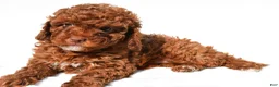 Cavapoo dogs for sale: Piper - Ad 5