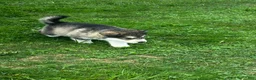 Alaskan Malamute dogs for sale: Reggie 🔵 - Ad 1