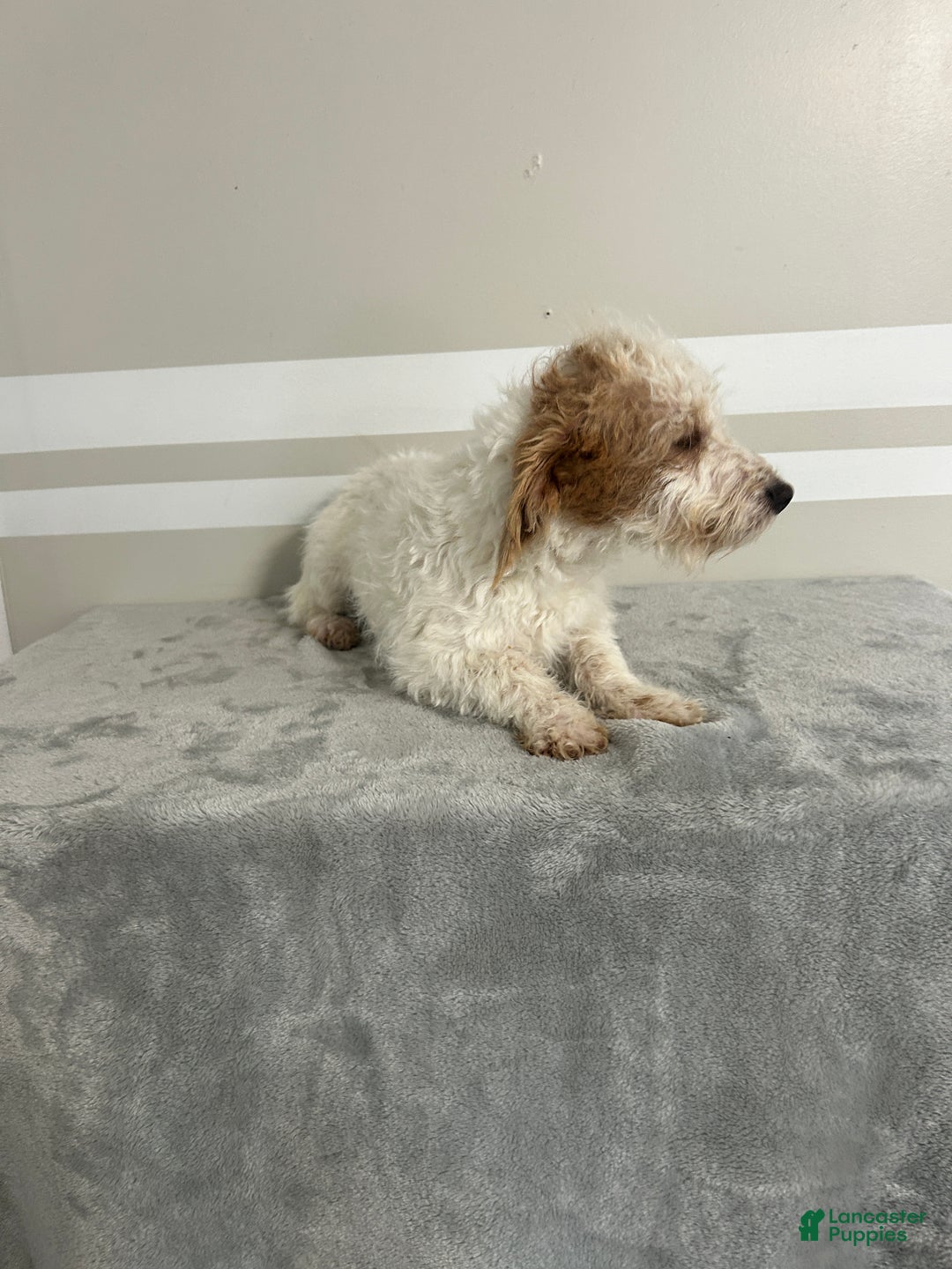 Schnoodle dogs for sale: Daisy - Ad 3