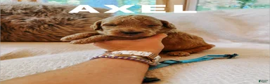 Axel