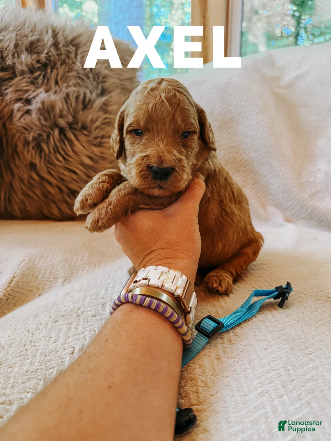Goldendoodle dogs for sale: Axel - Ad 1