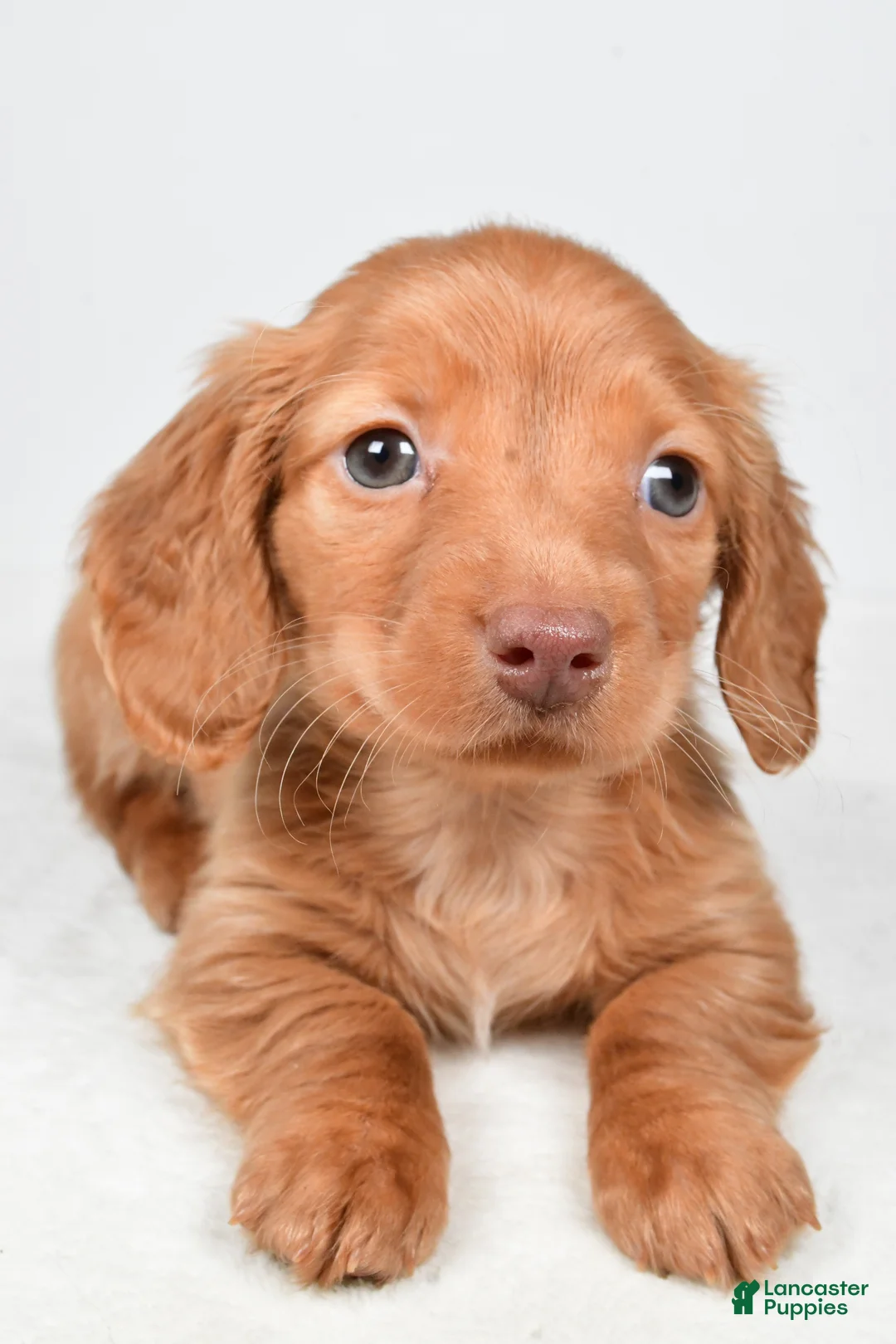 Miniature Dachshund dogs for sale: Nicky - Ad 6