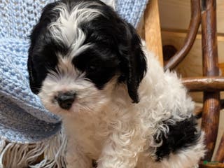 Cockapoo dogs Panda - Ad 29