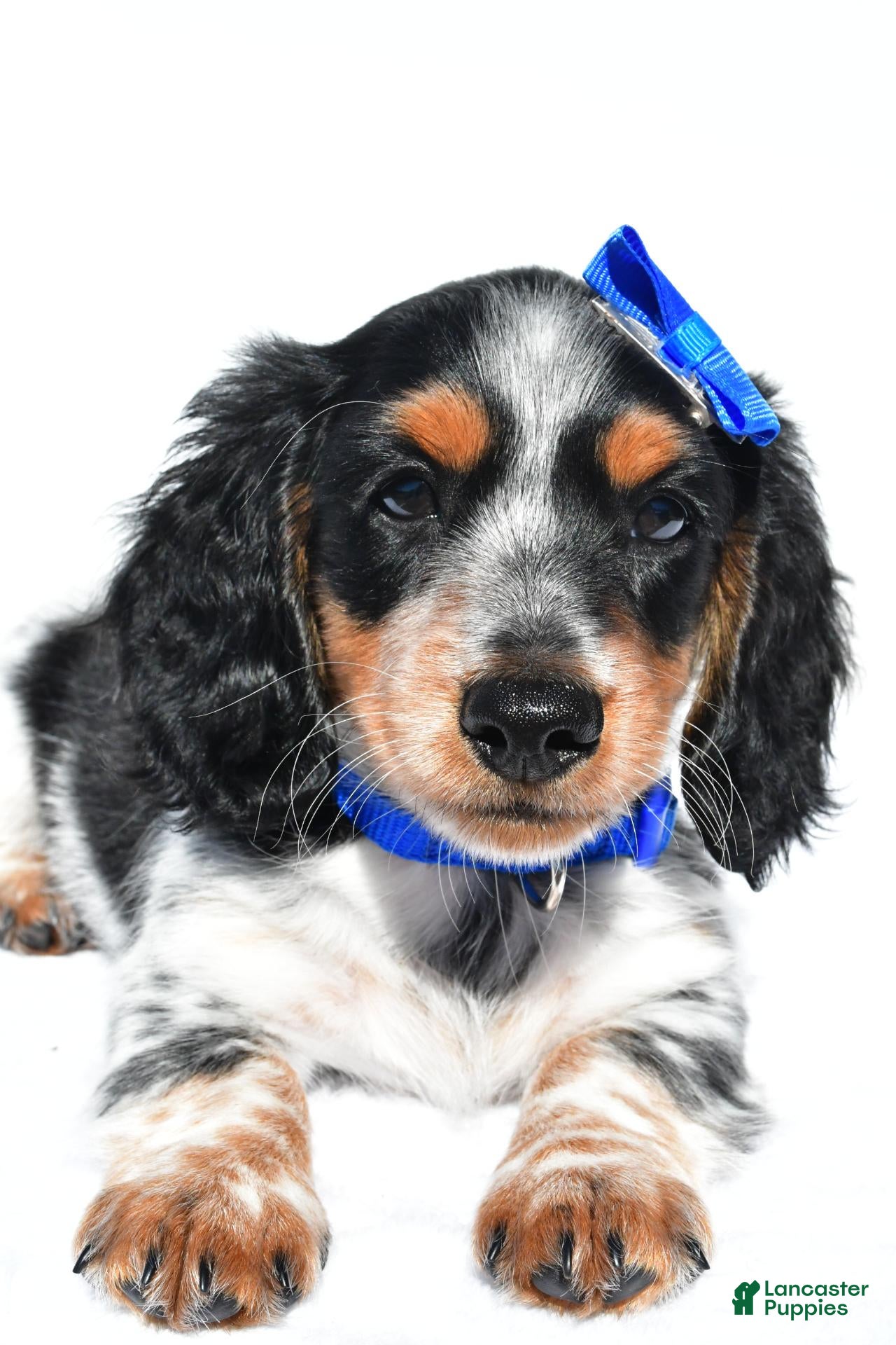 Miniature Dachshund dogs Parker - Ad 2