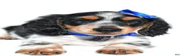 Miniature Dachshund dogs for sale: Parker - Ad 2