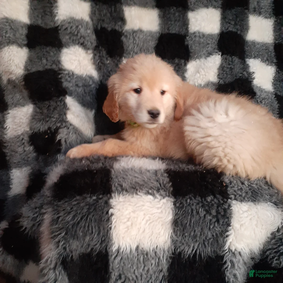 Golden Retriever dogs for sale: Brock - Ad 3