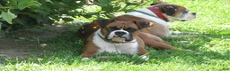 Boxer dogs for sale: Forrest - Ad 8