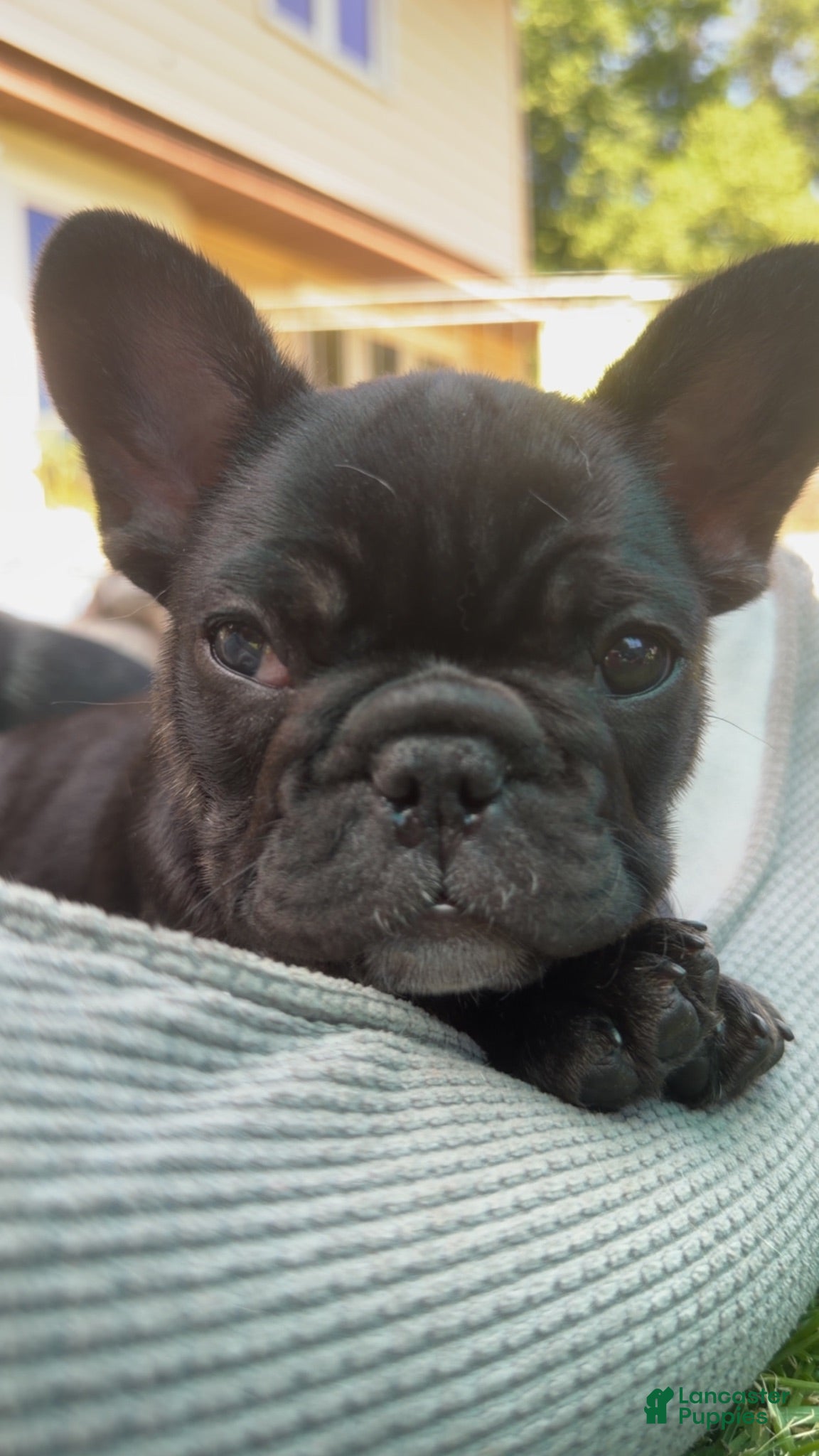 French Bulldog dogs French Bulldog Male Pup - Ad 2