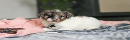 Mini Bernedoodle dogs for sale: Dannie - Ad 4