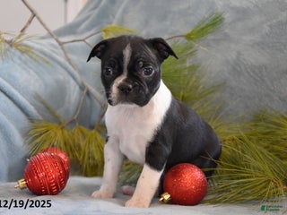 Boston Terrier dogs Stella - Ad 4