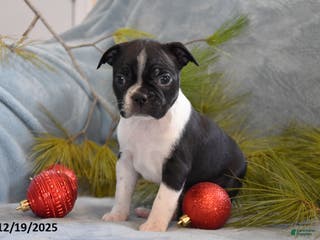 Boston Terrier dogs Stella - Ad 34