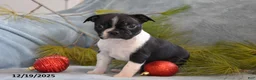 Boston Terrier dogs for sale: Stella - Ad 3