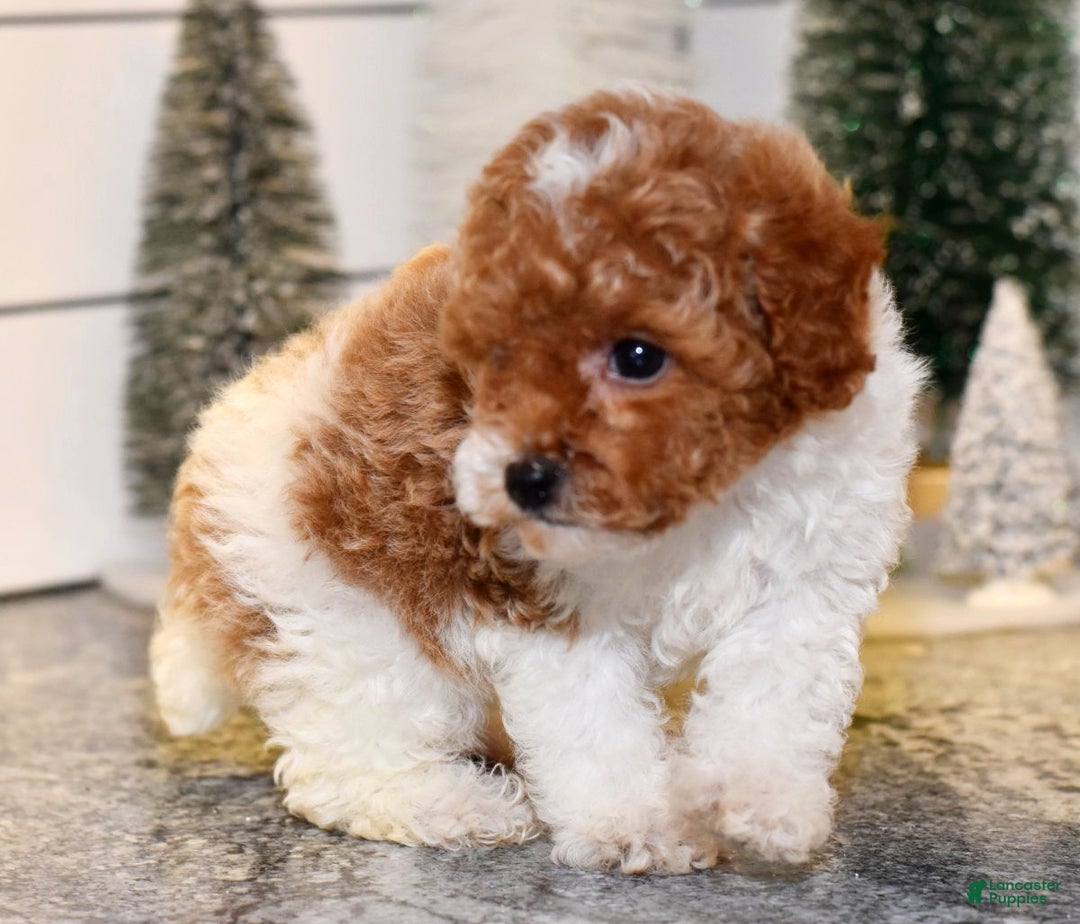 Toy Poodle dogs for sale: Queenie - Ad 5
