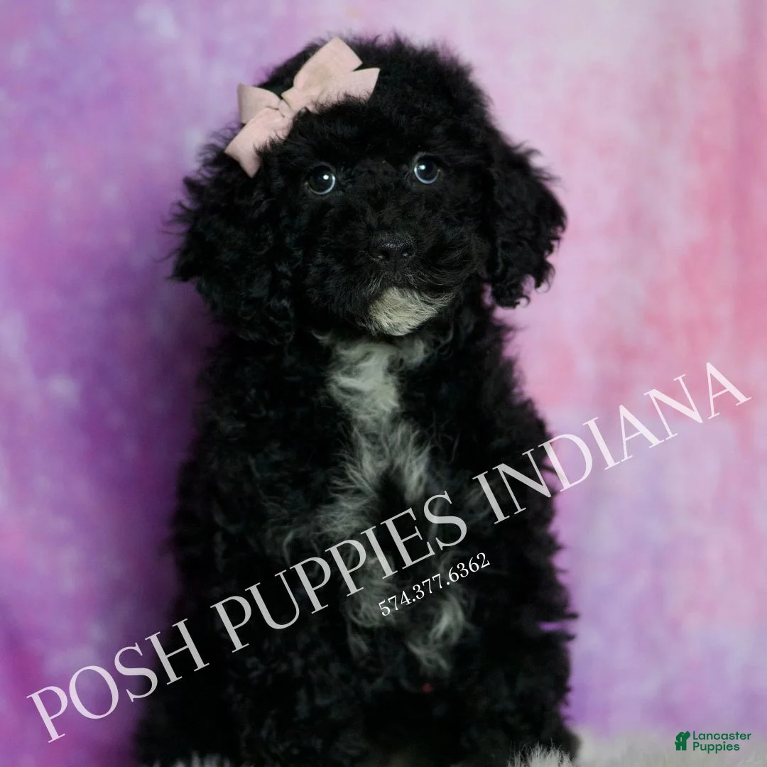 Standard Poodle dogs for sale: Esmee - Ad 2