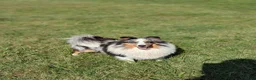 Shetland Sheepdog dogs for sale: Tucker - Ad 10