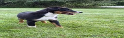 Miniature Australian Shepherd dogs for sale: Tucker - Ad 4