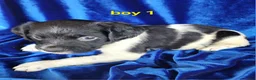 Brittany Spaniel dogs for sale: French Brittany boy 1 - Ad 2