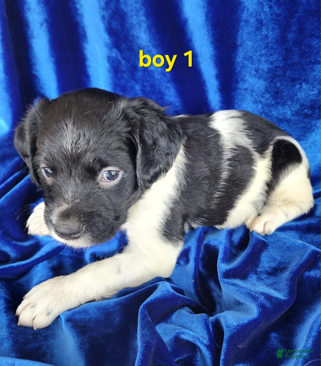 Brittany Spaniel dogs for sale: French Brittany boy 1 - Ad 2