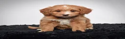 Mini Goldendoodle dogs for sale: Ms. Autumn - Ad 7