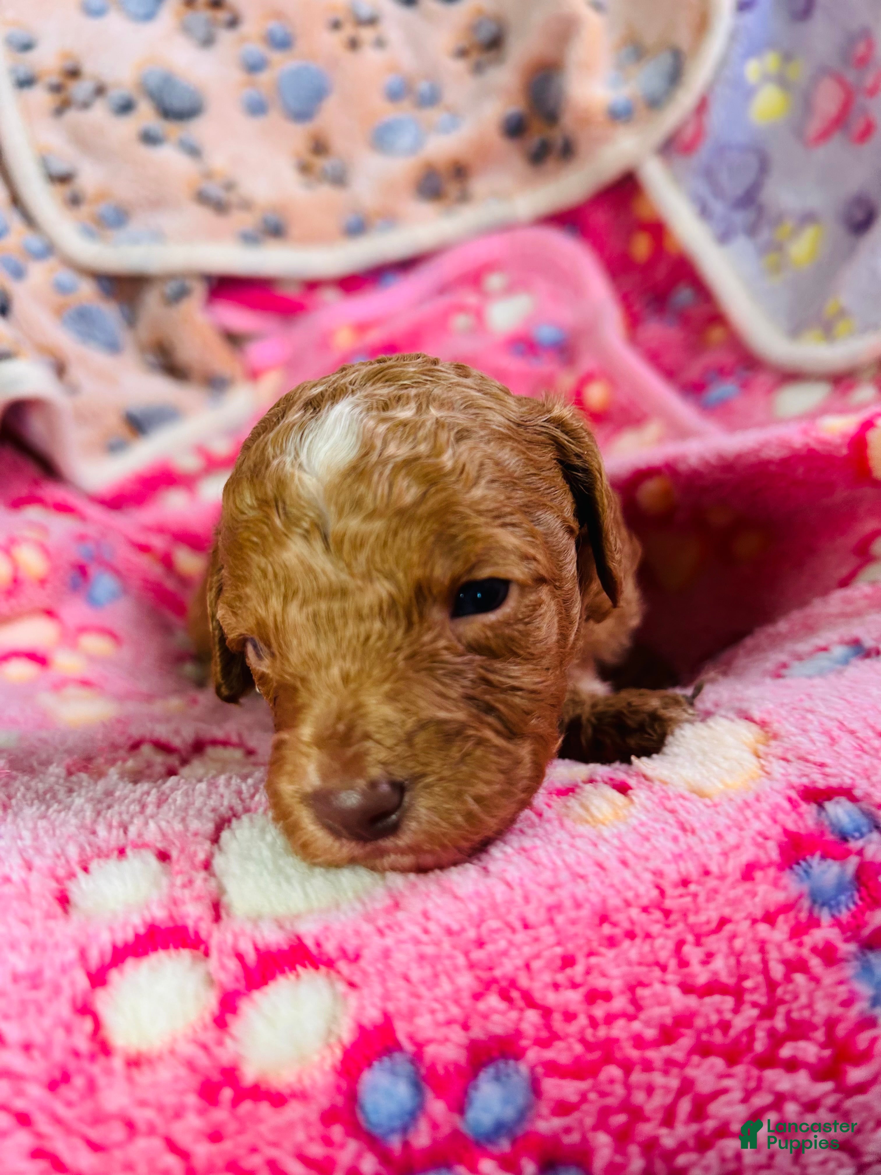 Cavapoo dogs Loki - Ad 34