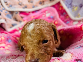 Cavapoo dogs Loki - Ad 31