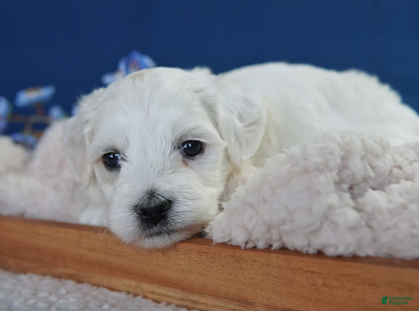 Coton De Tulear dogs Rowdy - Ad 2