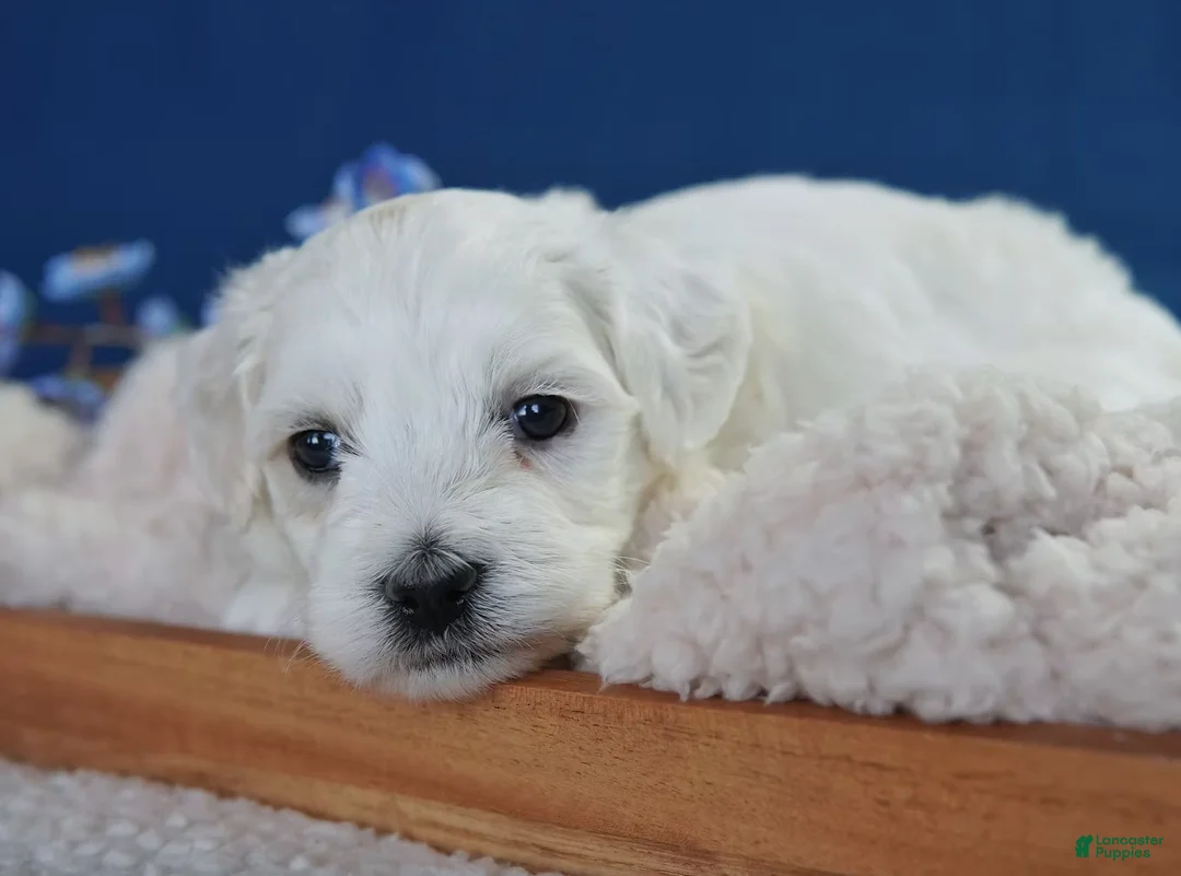 Coton De Tulear dogs for sale: Rowdy - Ad 2