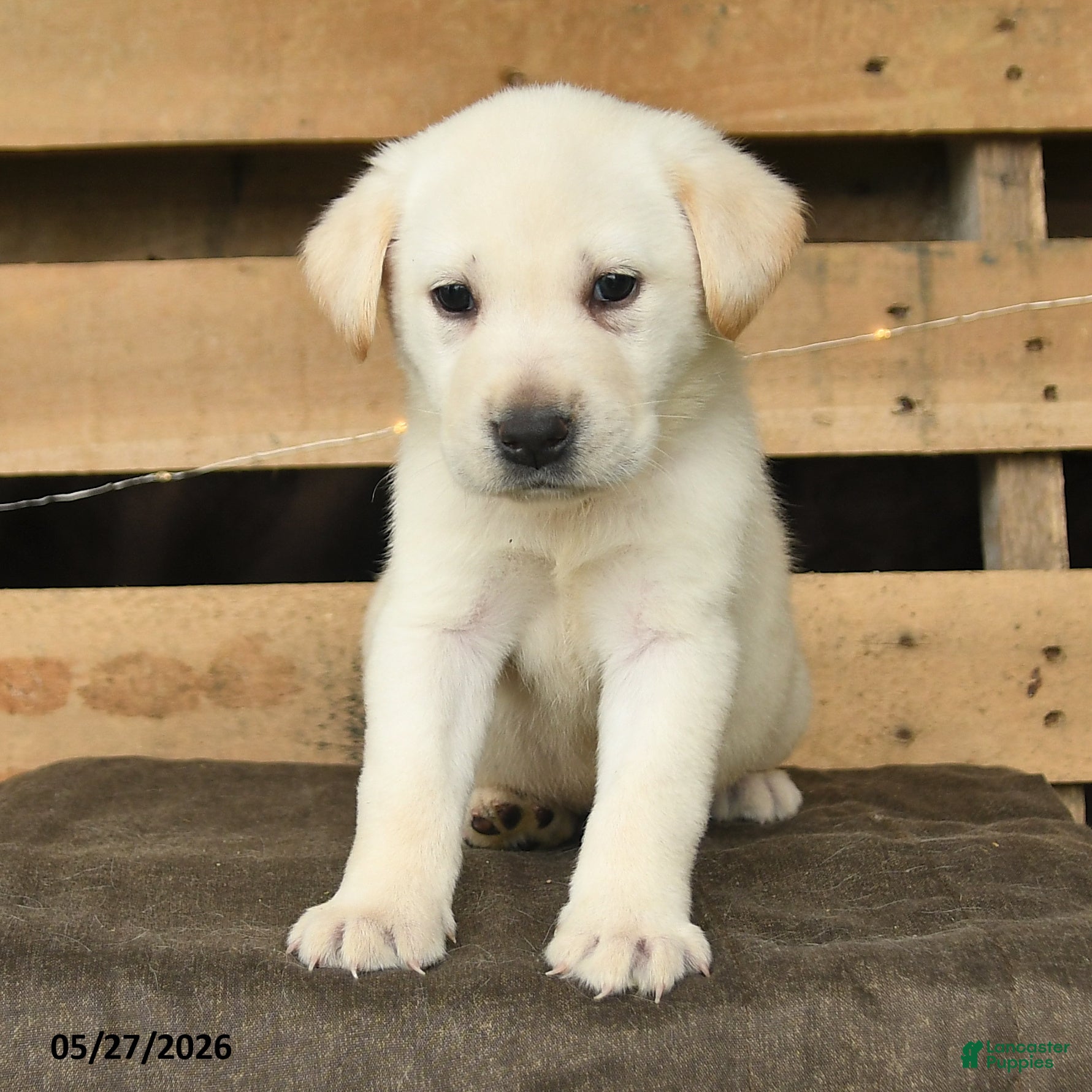 Labrador Retriever dogs Frost  - Ad 2