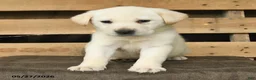 Labrador Retriever dogs for sale: Frost  - Ad 2
