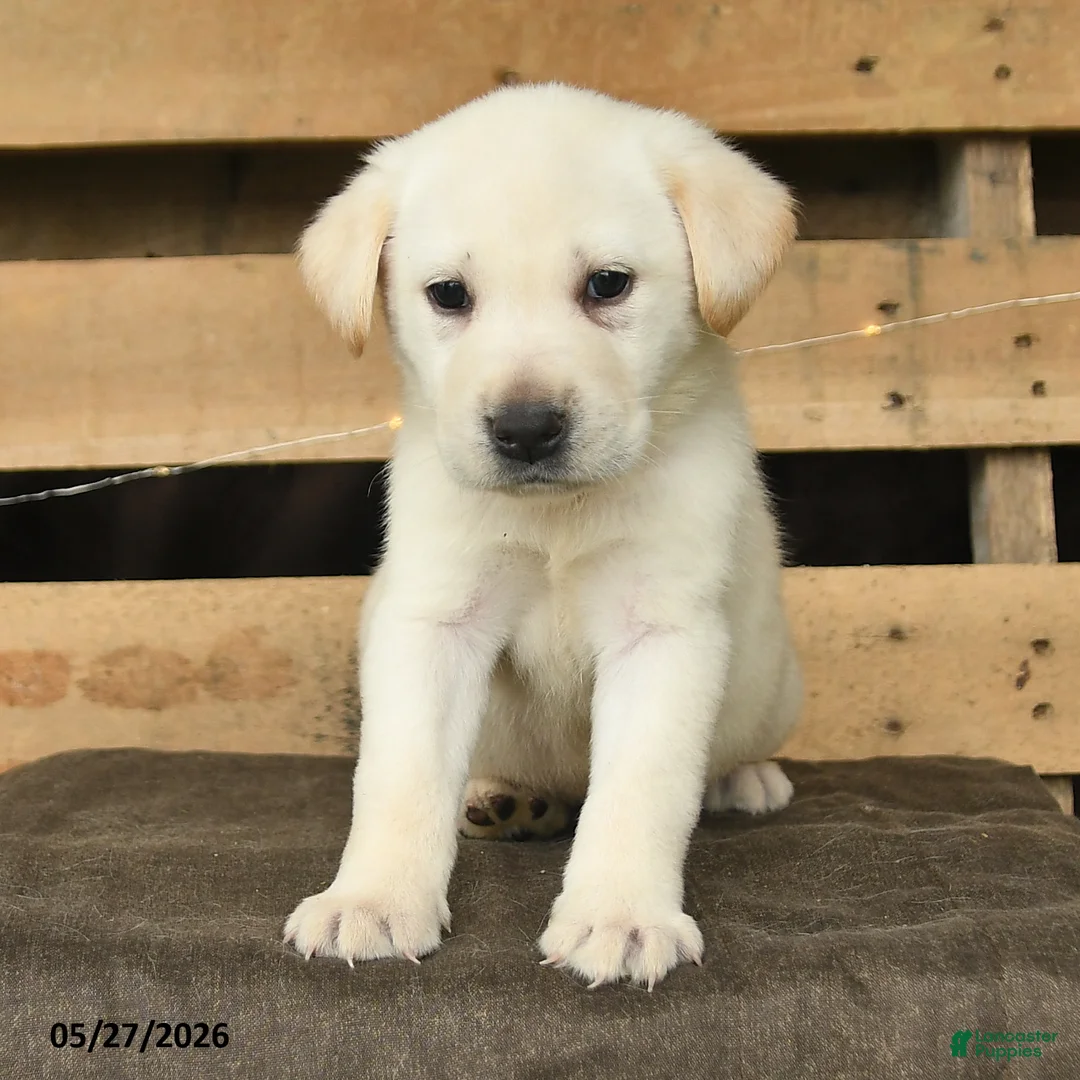 Labrador Retriever dogs for sale: Frost  - Ad 2