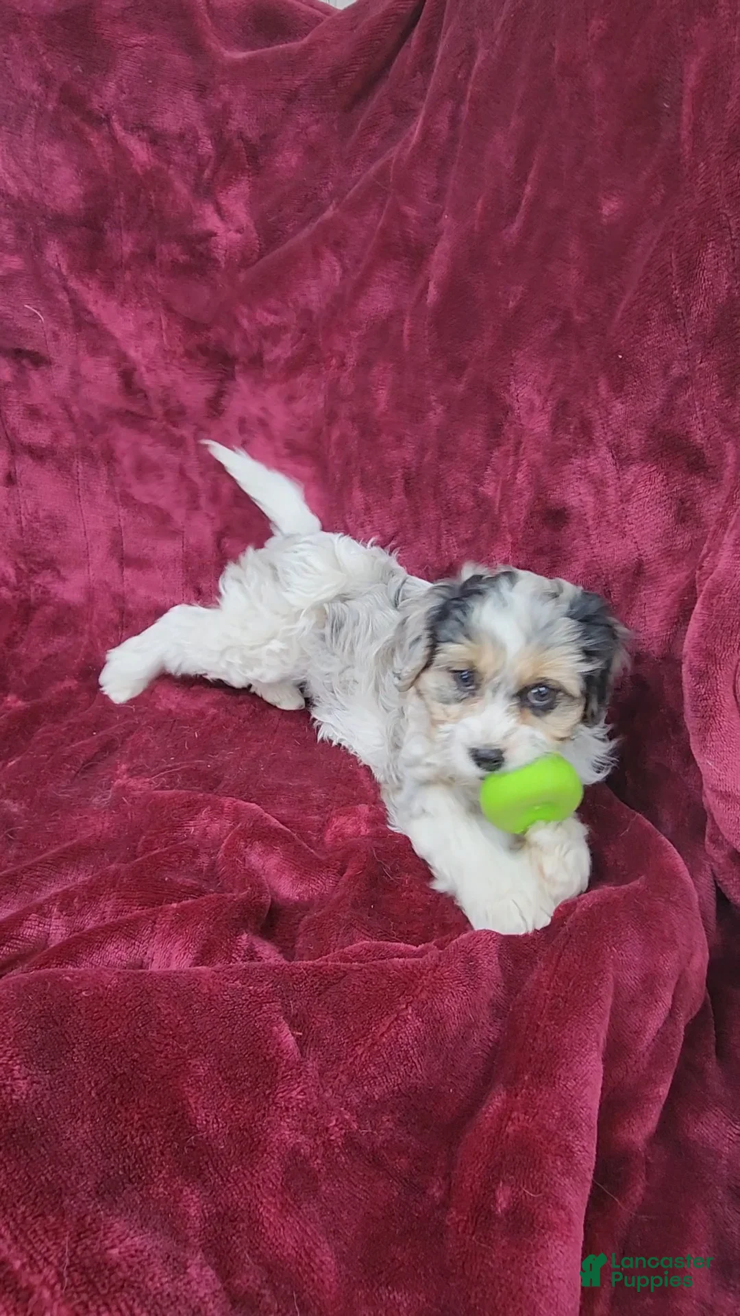 Cavapoo dogs for sale: Cavapoo girl 1 - Ad 1