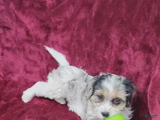 Cavapoo dogs for sale: Cavapoo girl 1 - Ad 3