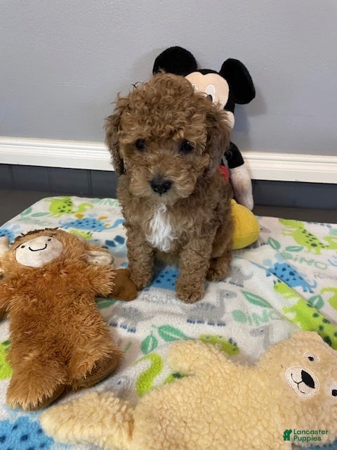 Cockapoo dogs Patches - Ad 2