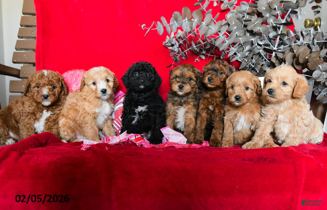 Yorkiepoo dogs for sale: Calvin - Ad 5