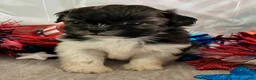 Shih Tzu dogs for sale: Creed - Ad 12