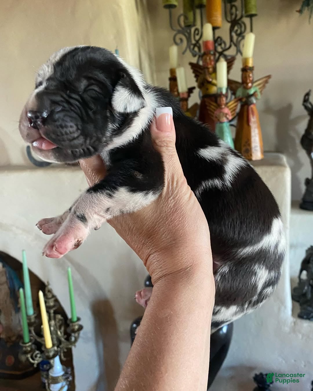 Great Dane dogs Carbon Creed's Calypso Mist 🐾 - Ad 26