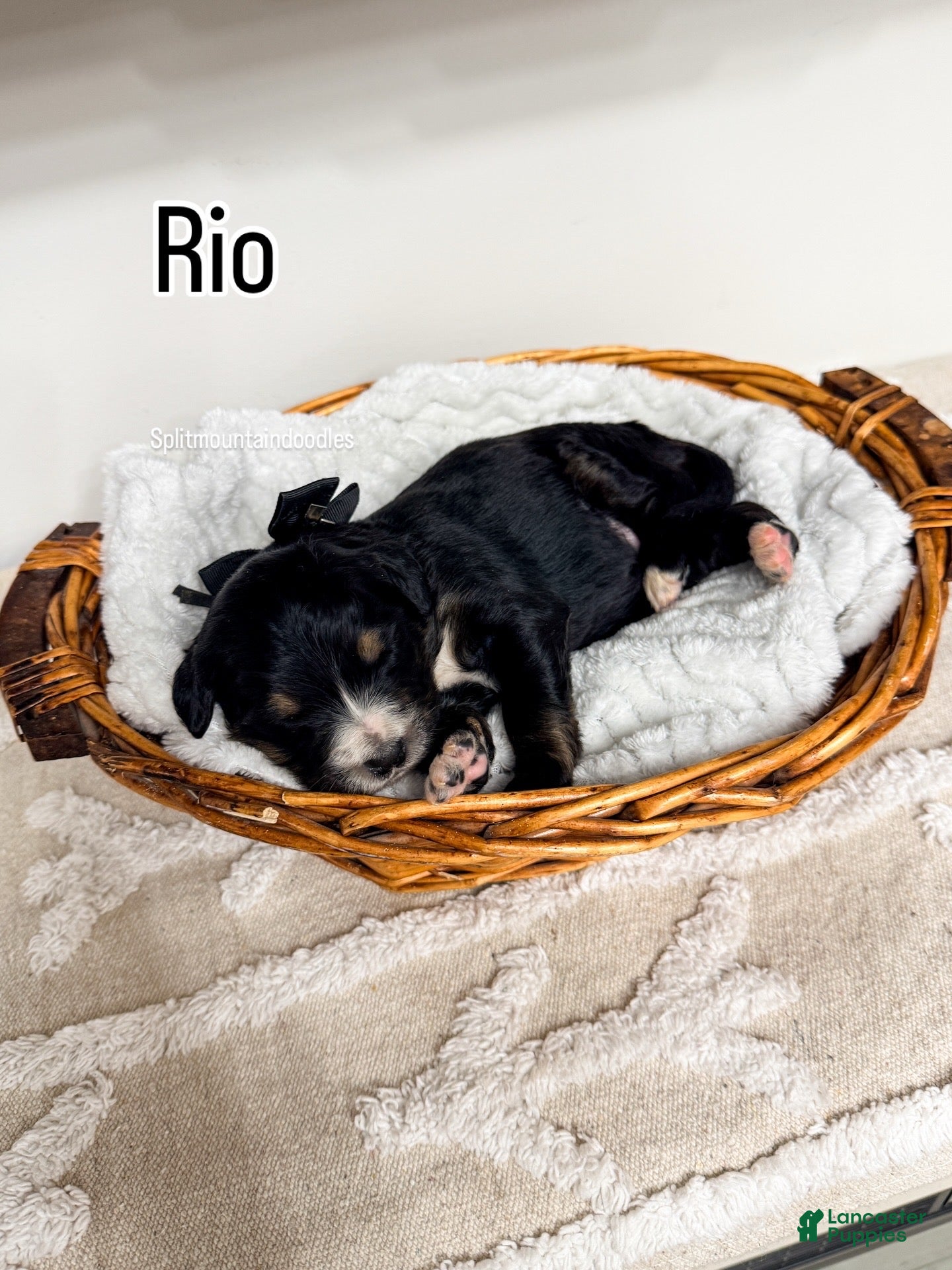 Bernedoodle dogs Rio - Ad 15