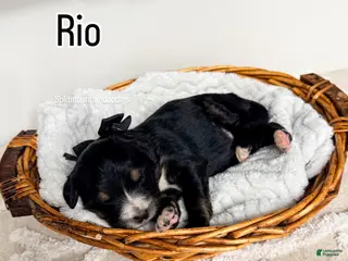 Bernedoodle dogs Rio - Ad 15