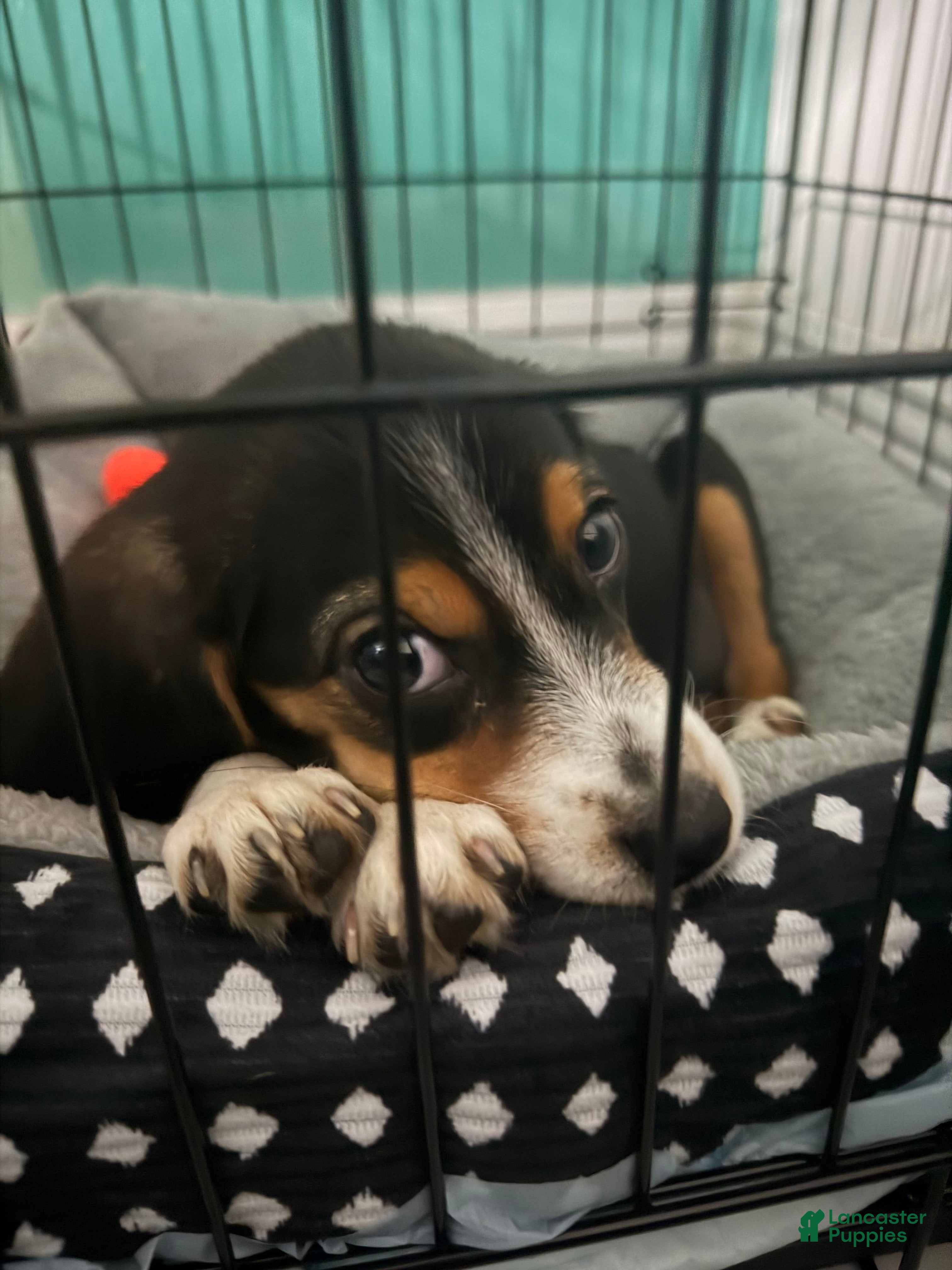 Beagle dogs Daisy - Ad 24
