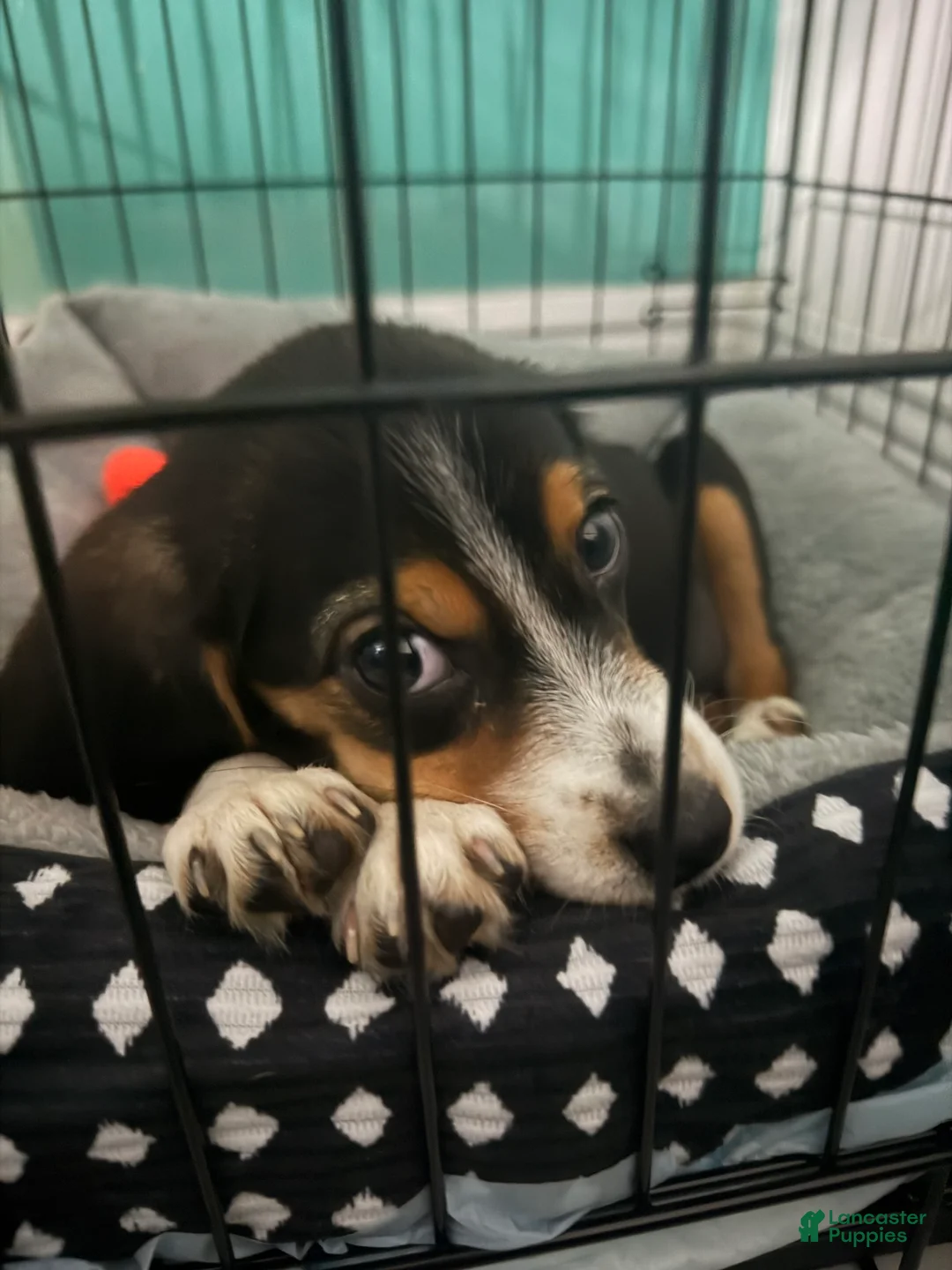 Beagle dogs for sale: Daisy - Ad 1