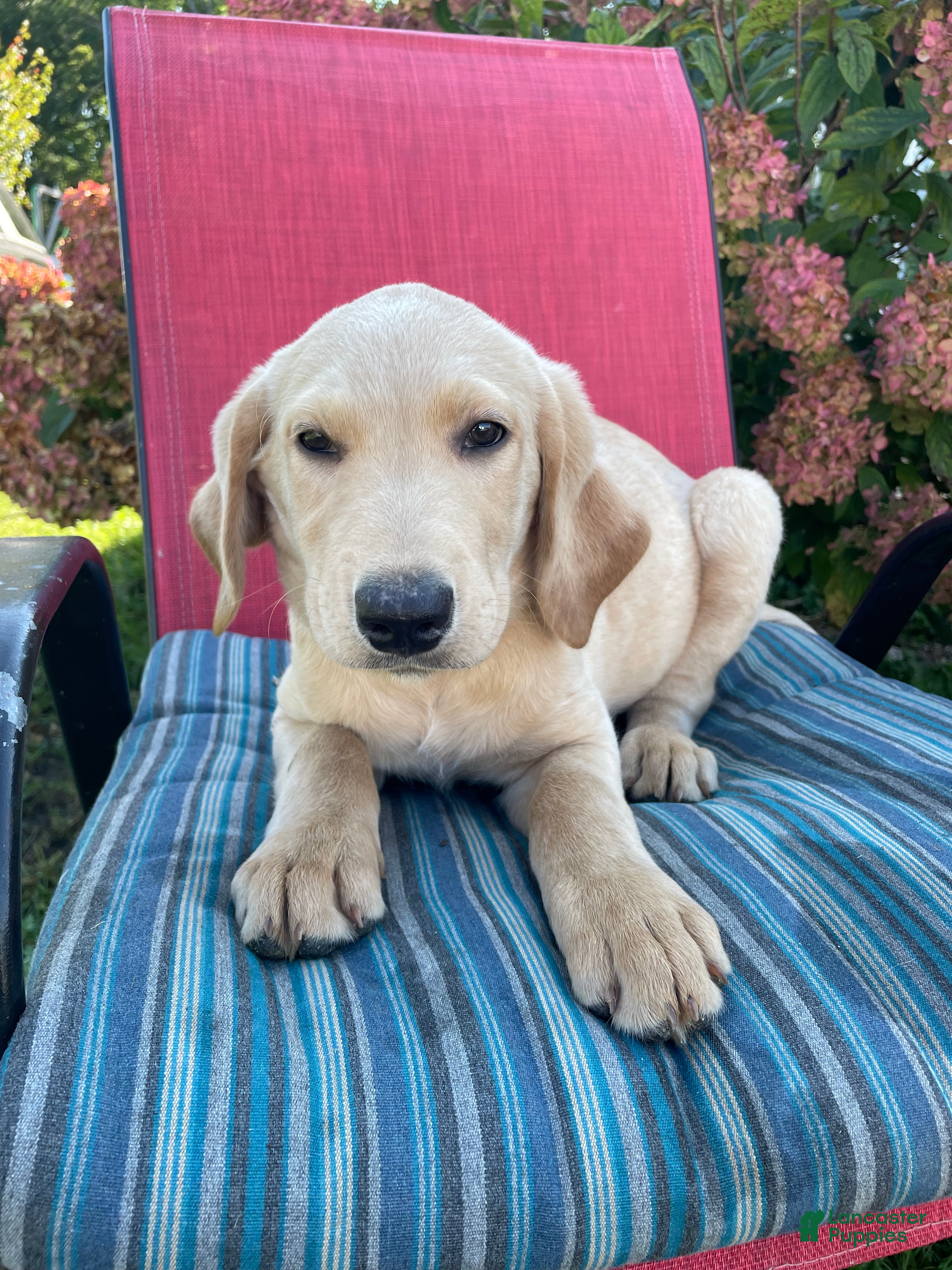 Labradoodle dogs Jack - Ad 1