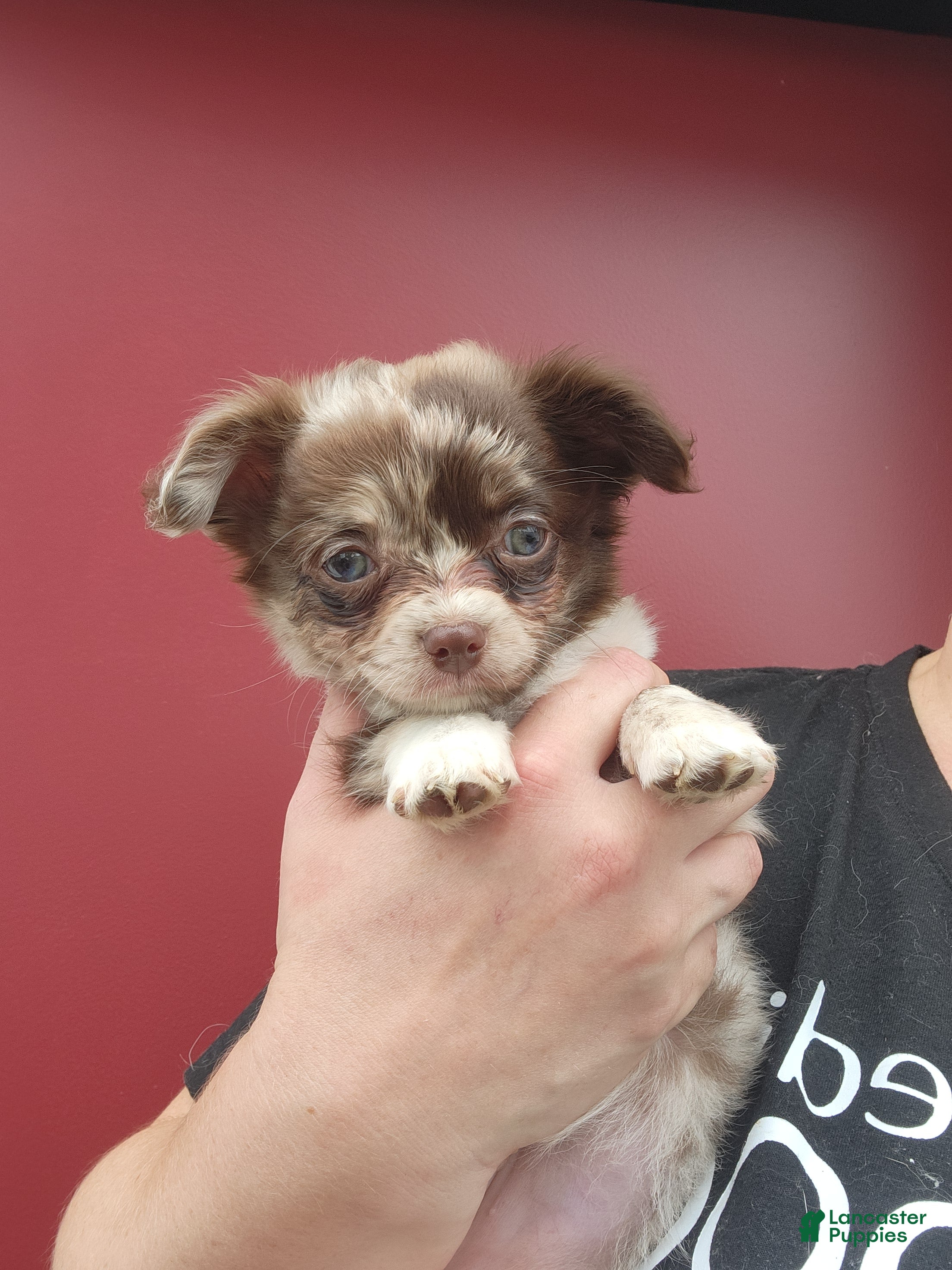 Chihuahua dogs Brownie  - Ad 41