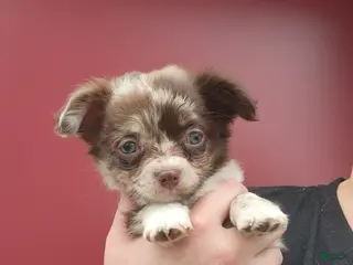 Chihuahua dogs Brownie - Ad 41
