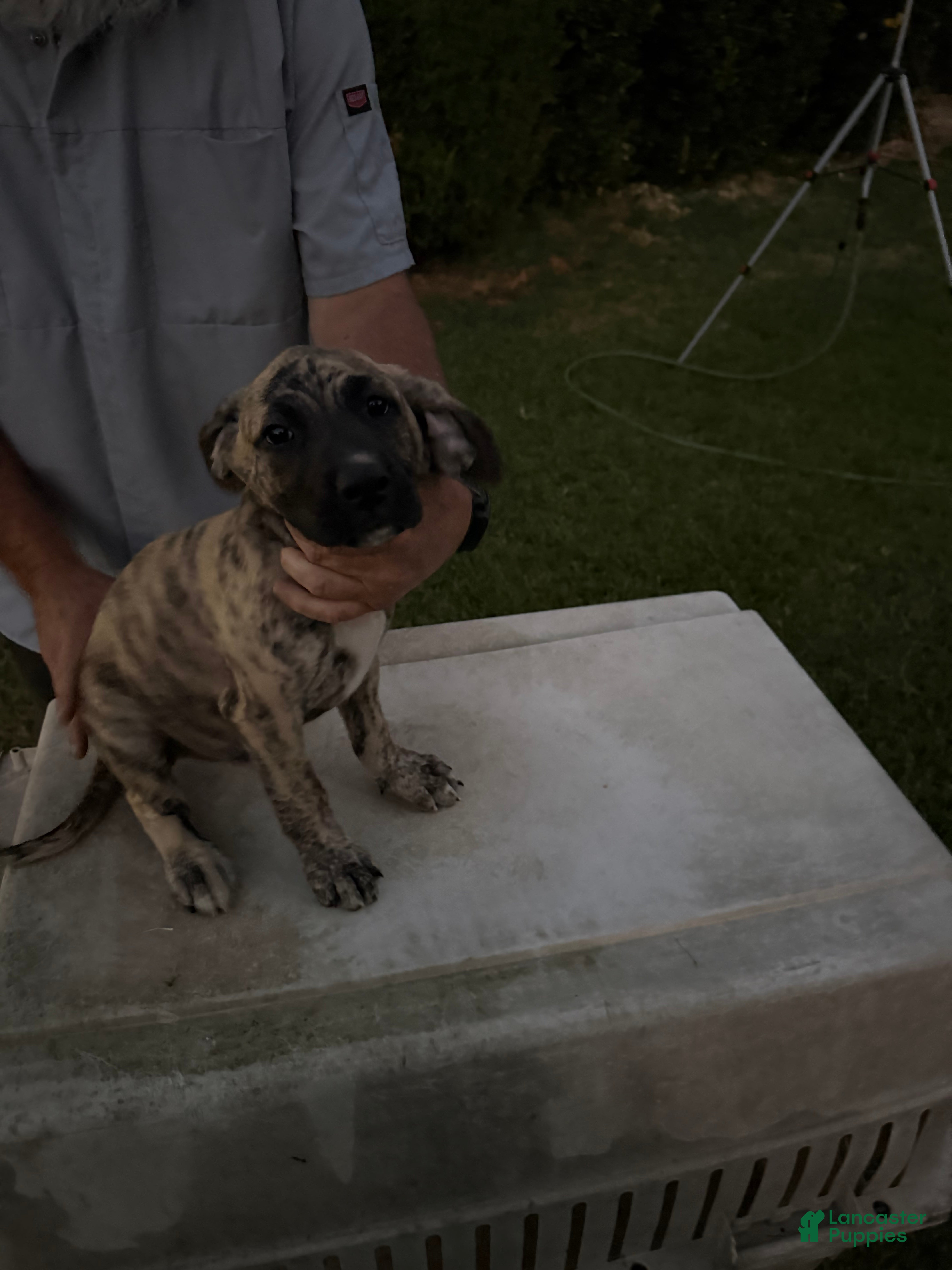 Mixed Breed dogs Brindle Male - Ad 17
