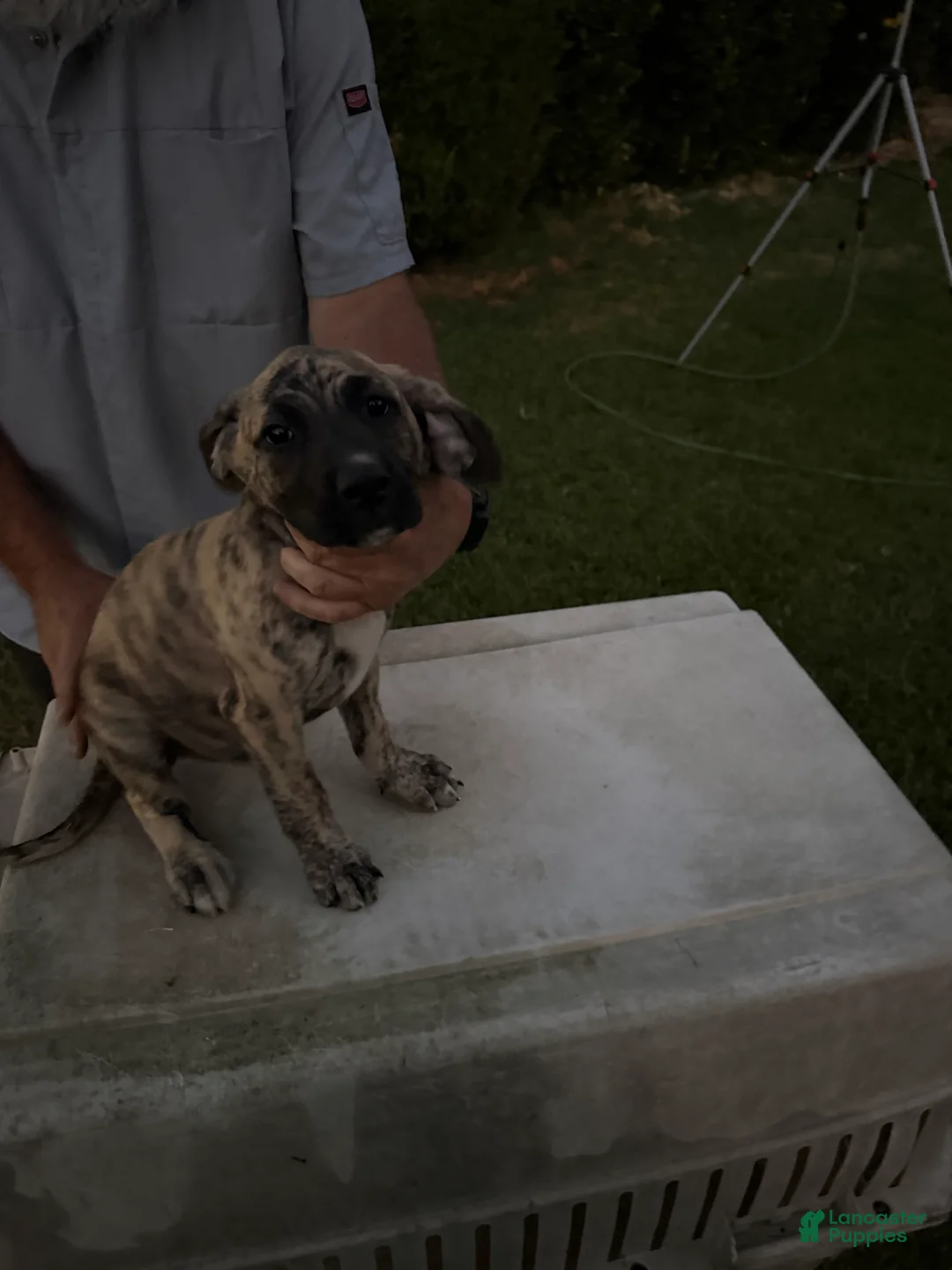 Mixed Breed dogs for sale: Brindle Male - Ad 1