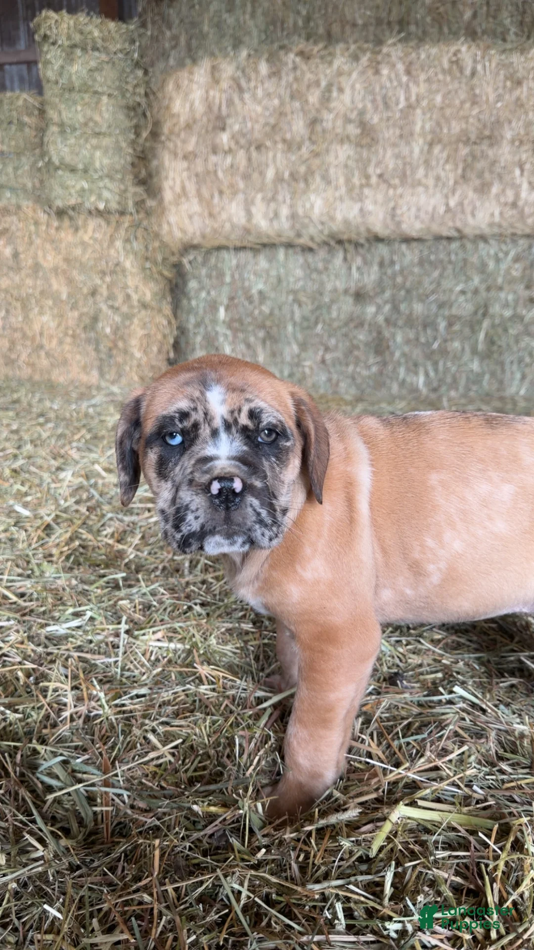English Mastiff dogs for sale: English Mastiff Puppy 3 - Ad 5