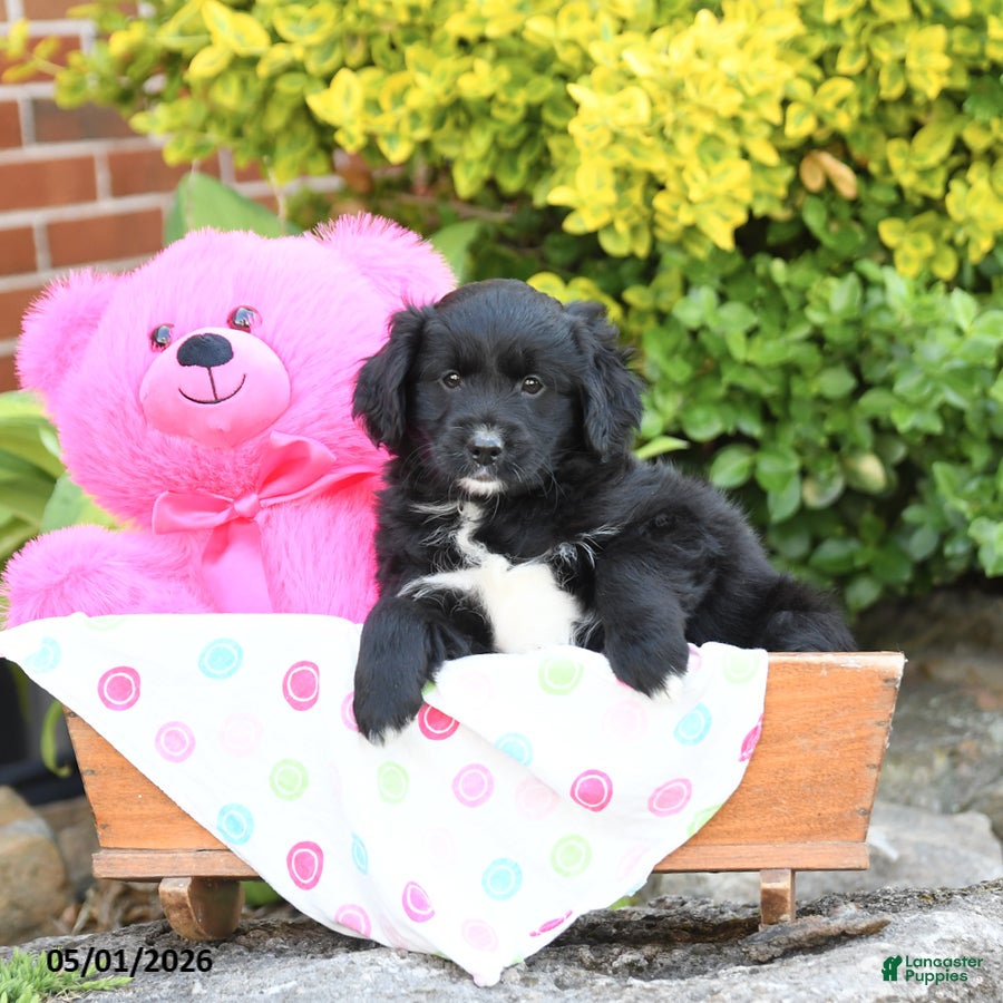 Mixed Breed dogs Lilac - Ad 2